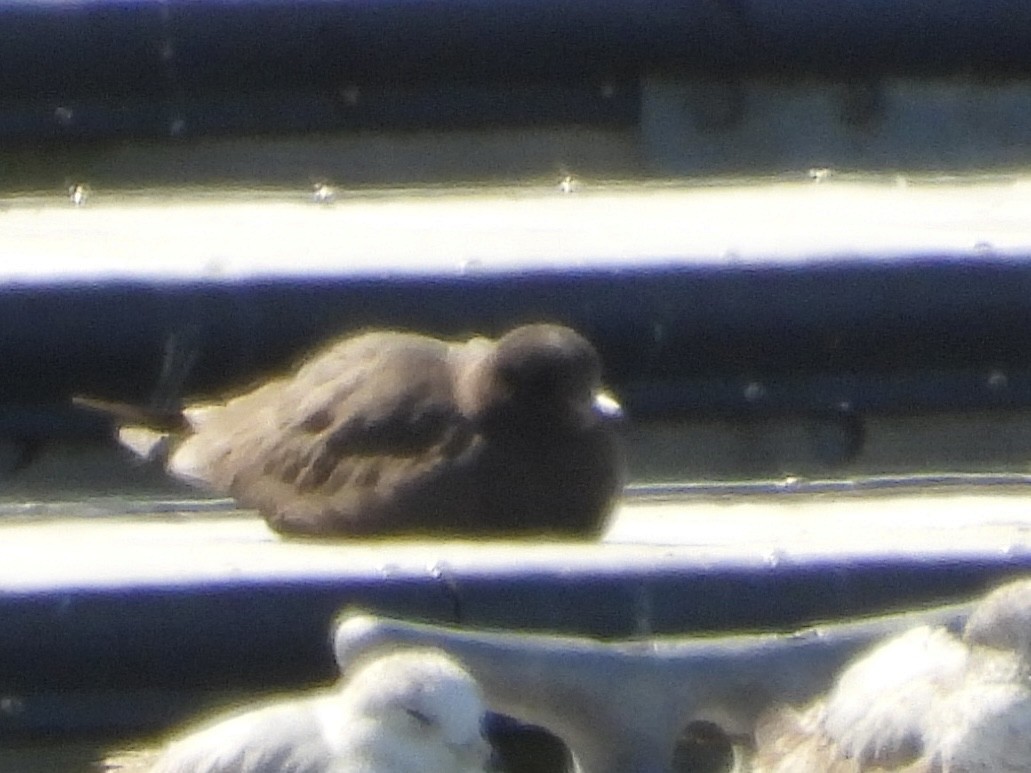 Heermann's Gull - ML440466881