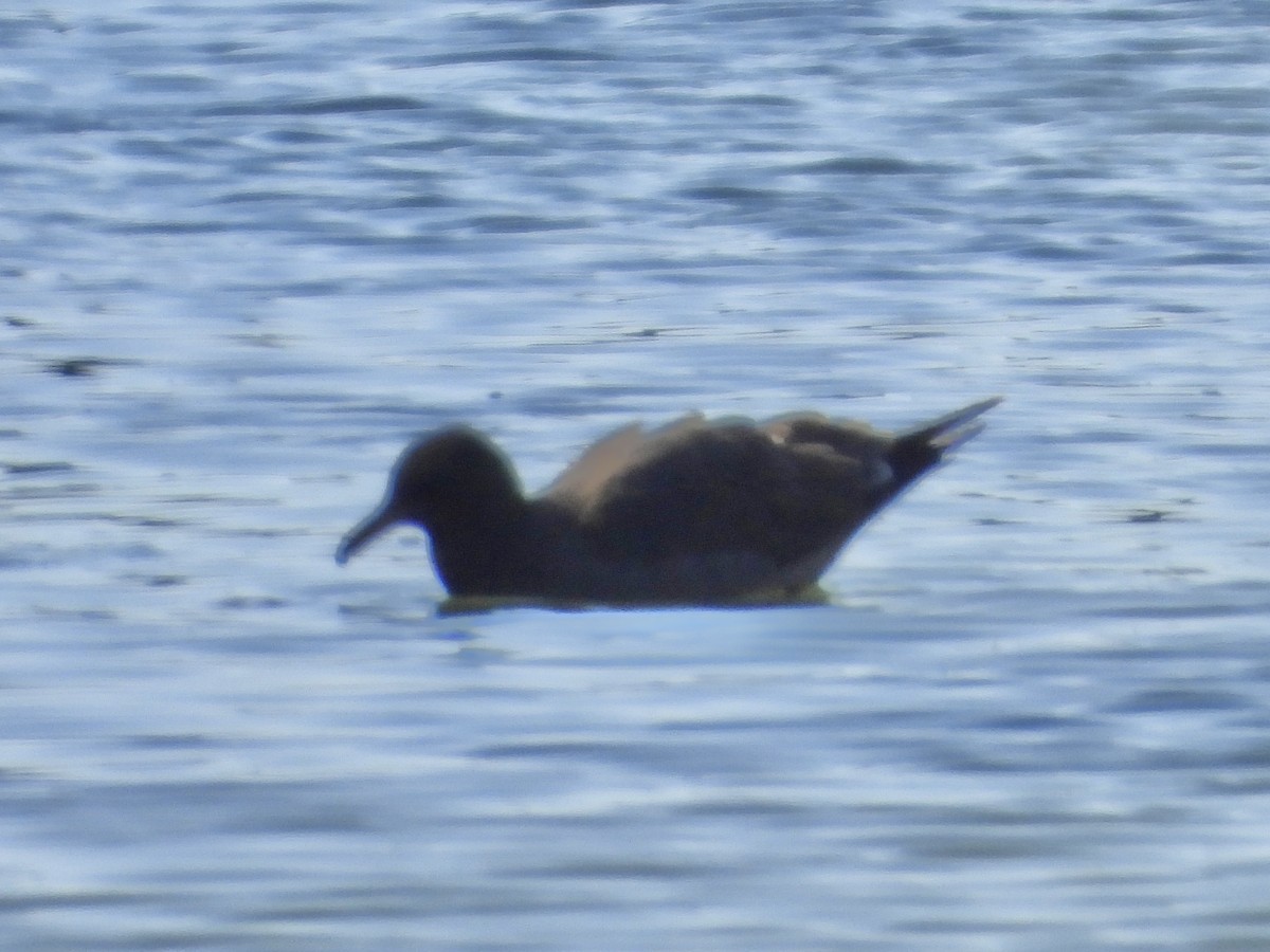 Heermann's Gull - ML440466911