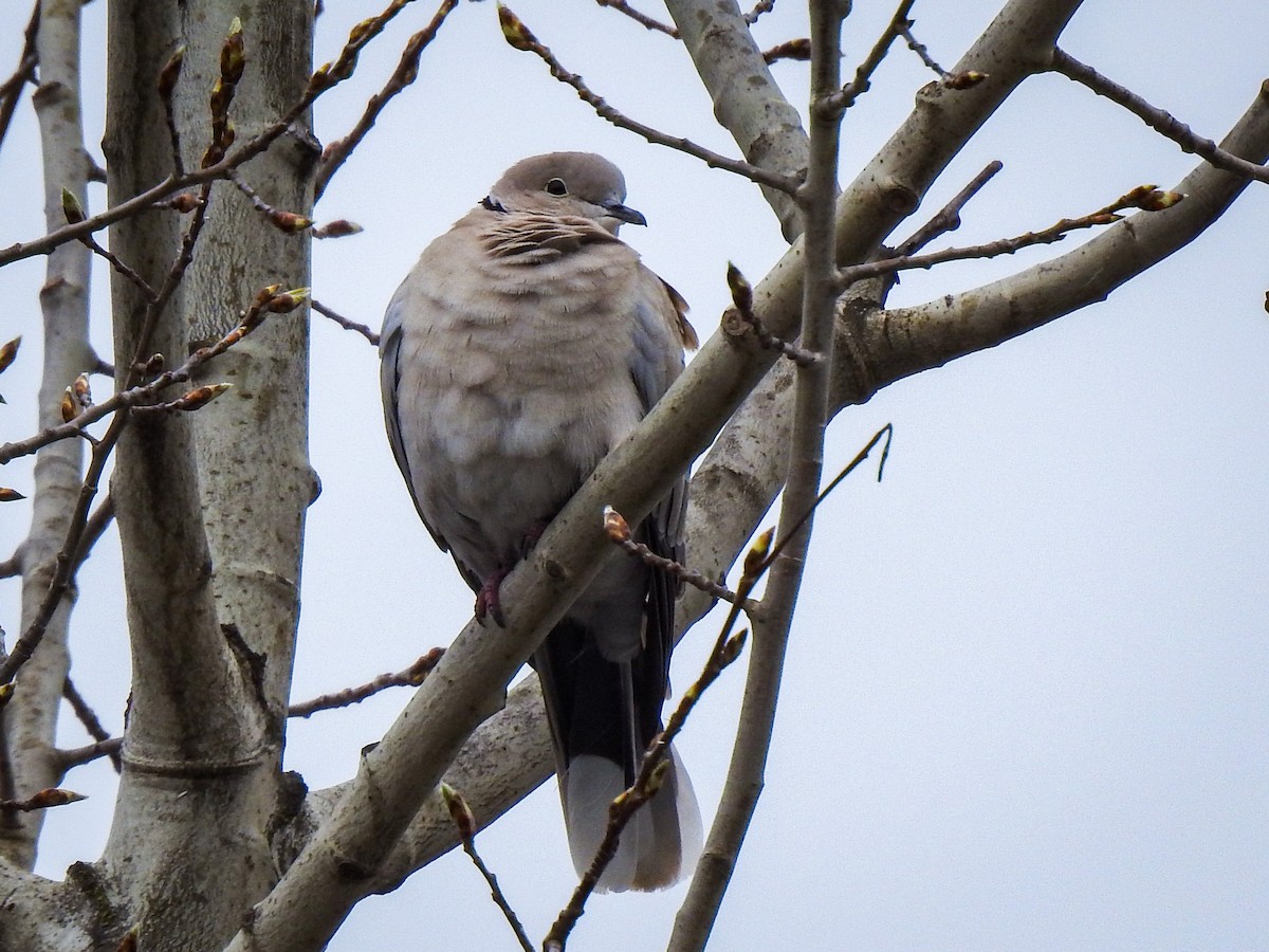 Eurasian Collared-Dove - ML440467021