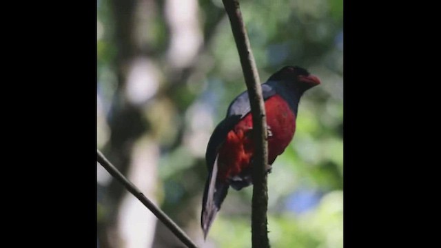 Gri Kuyruklu Trogon - ML440467521