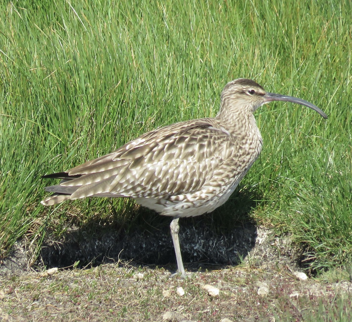 Whimbrel - ML440468171