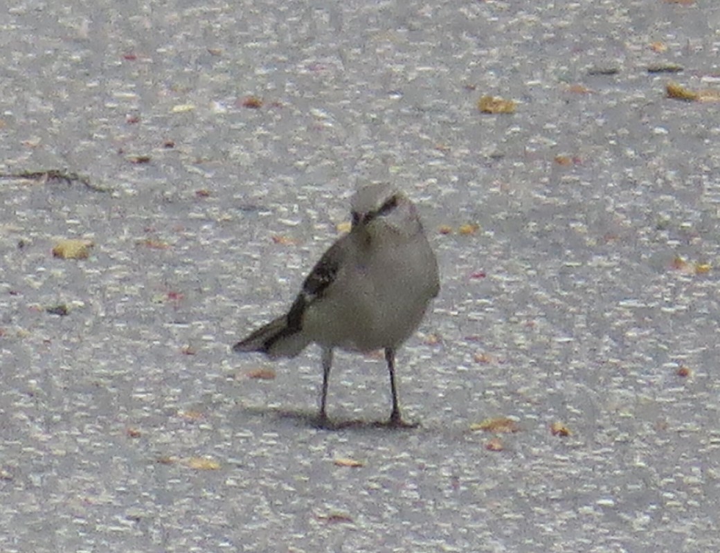 Northern Mockingbird - ML440468211