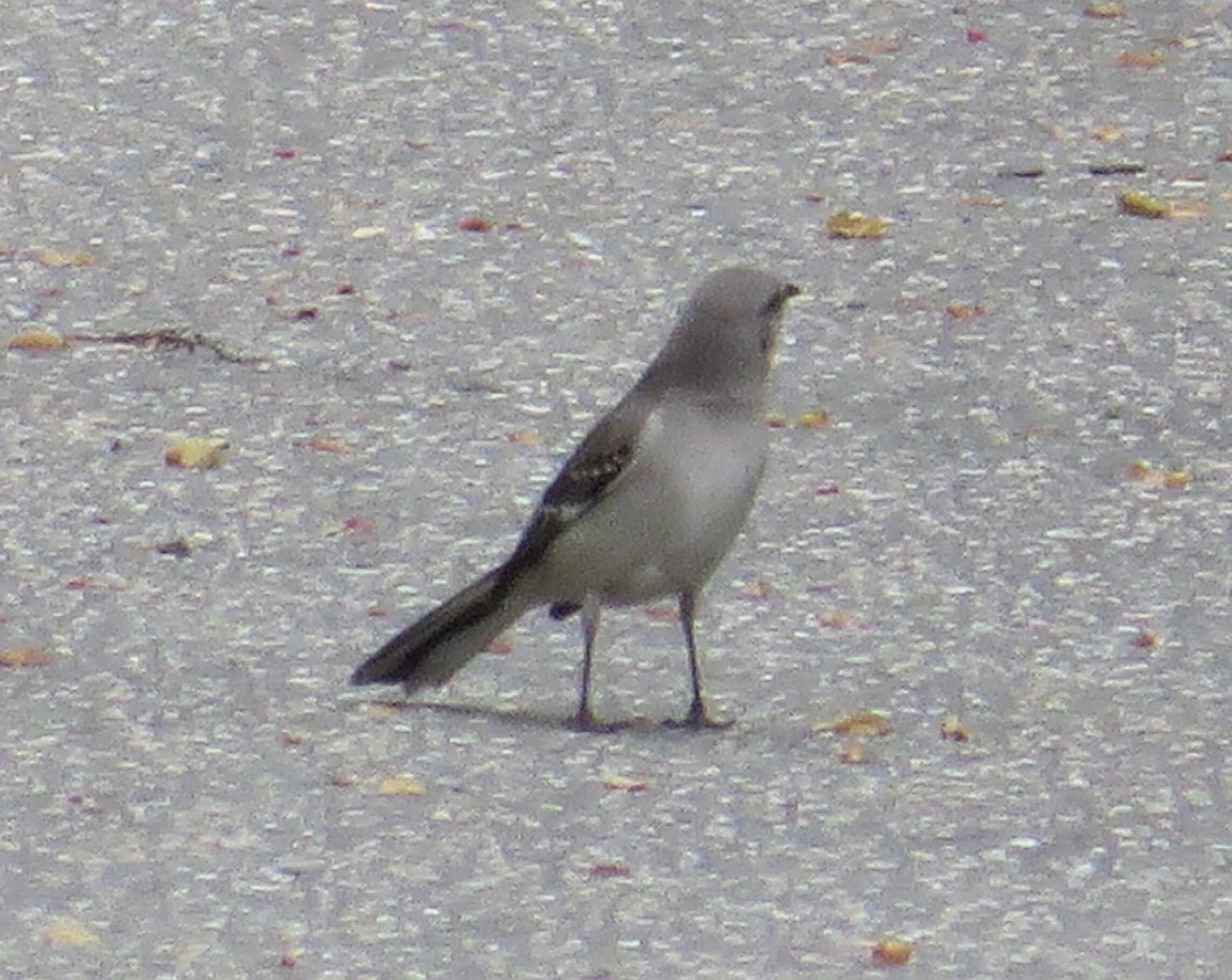 Northern Mockingbird - ML440468231