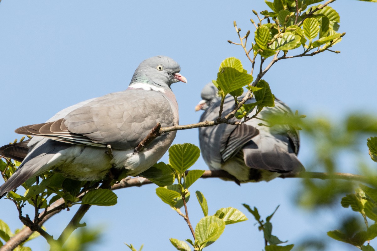 Common Wood-Pigeon - ML440470961