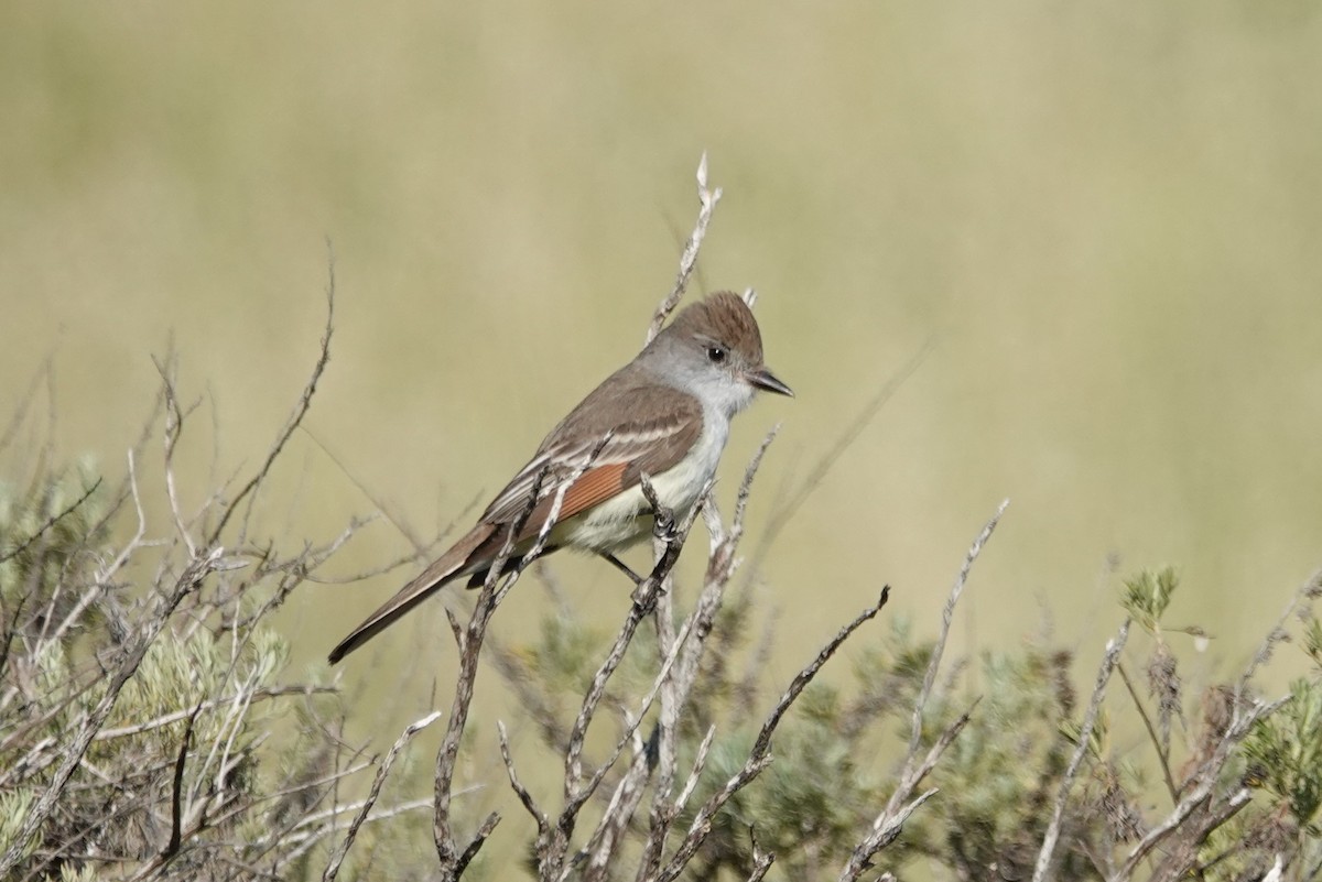 Ash-throated Flycatcher - ML440471541