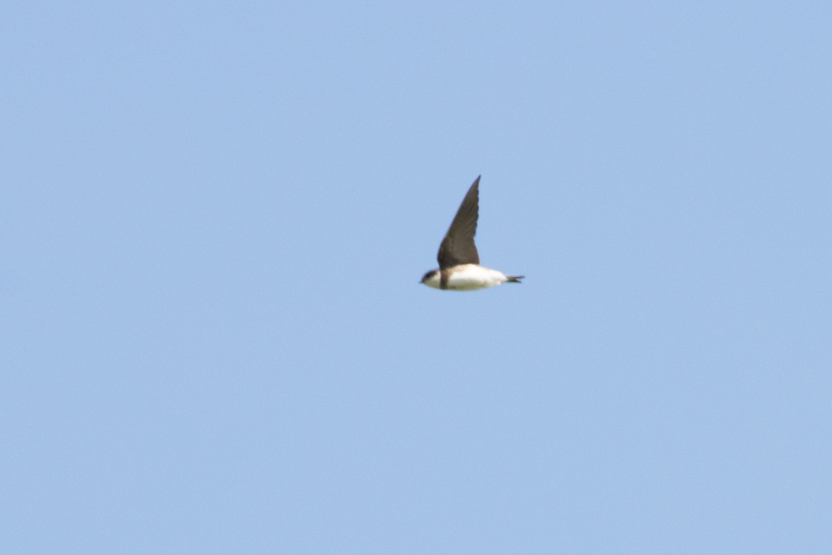 Bank Swallow - ML440472001