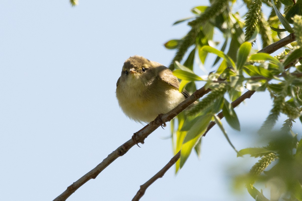 Common Chiffchaff - ML440472171