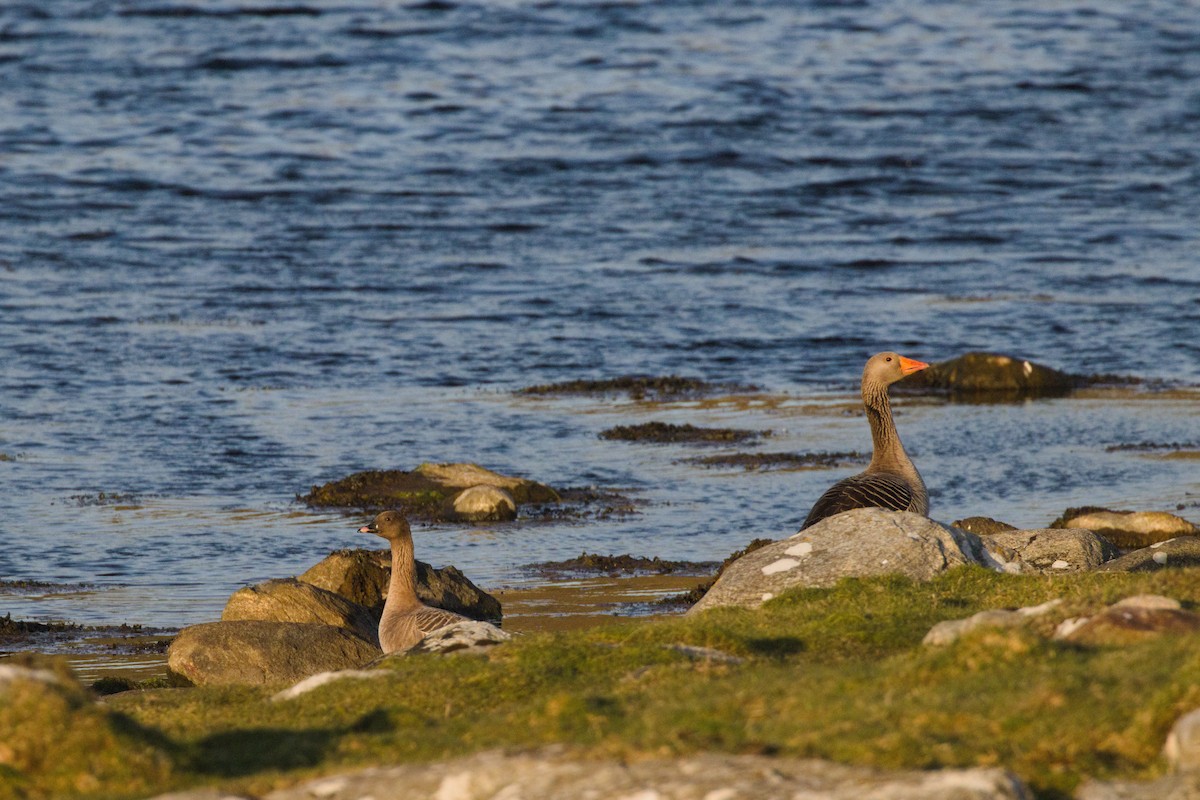 Pink-footed Goose - ML440472511