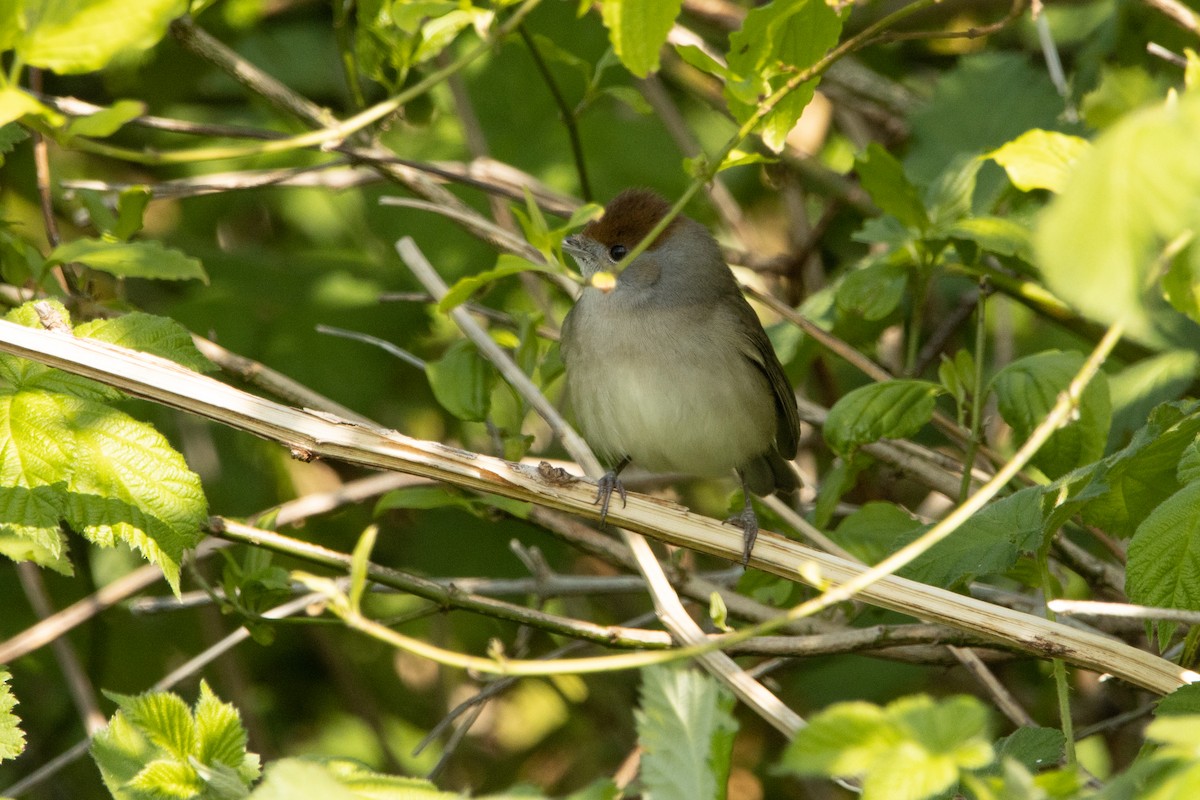 Eurasian Blackcap - ML440473331