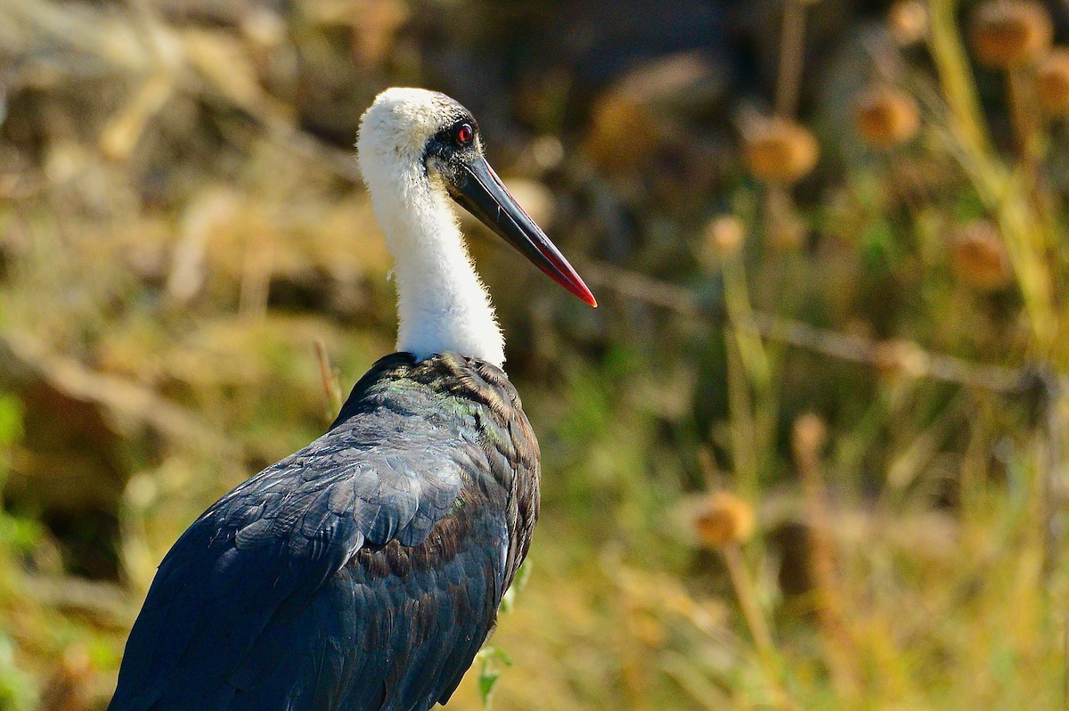 African Woolly-necked Stork - ML440473401