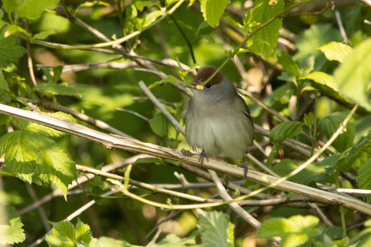 Eurasian Blackcap - ML440473421