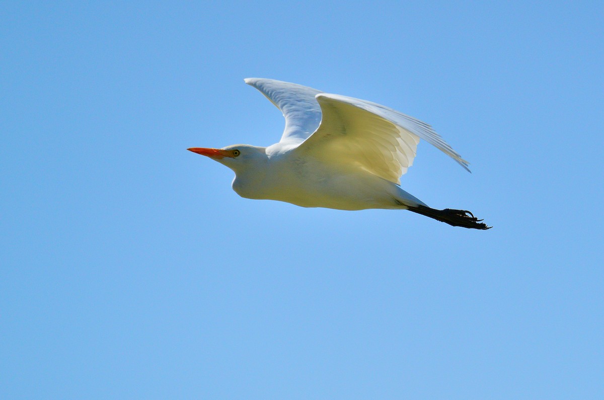 Western Cattle-Egret - ML440473521