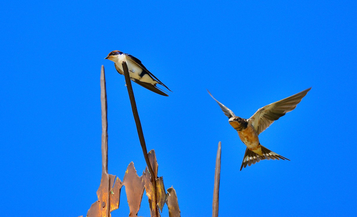 Wire-tailed Swallow - ML440473841