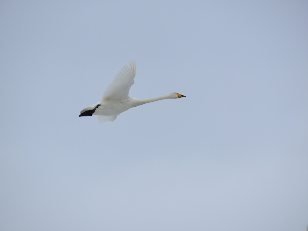 Whooper Swan - Stephen Younger