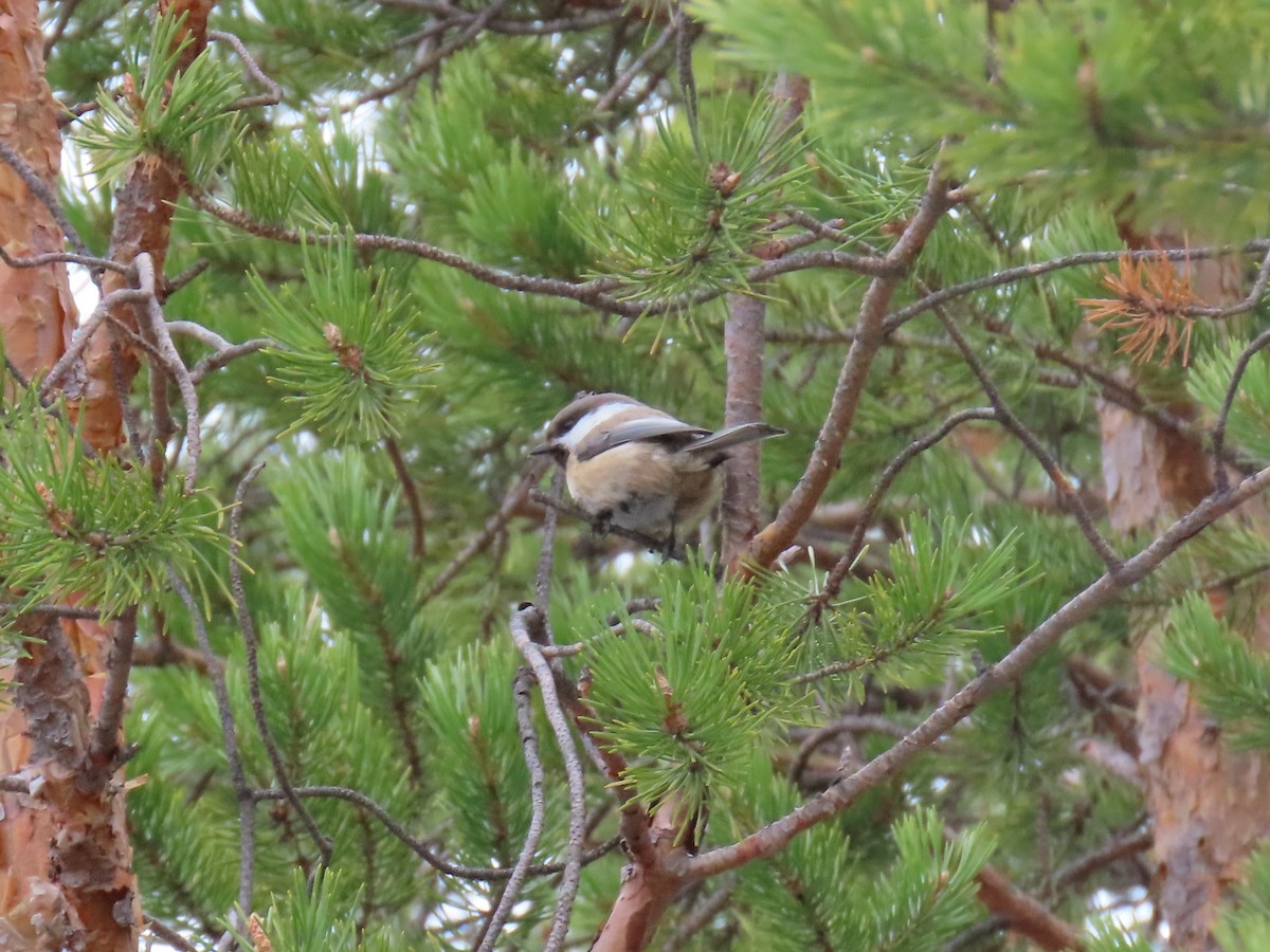 Gray-headed Chickadee - Stephen Younger