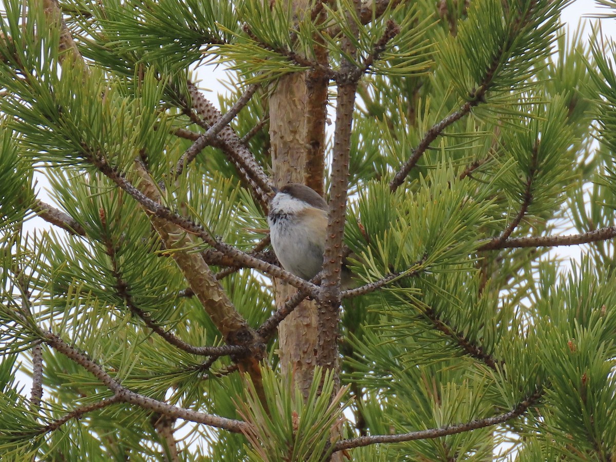 Gray-headed Chickadee - ML440474991