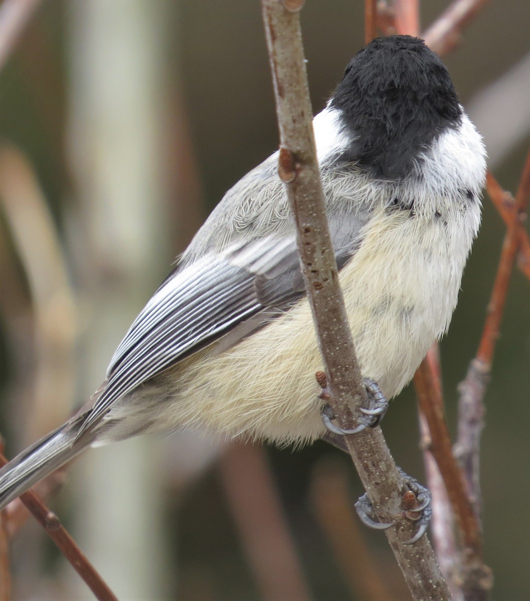 Mésange à tête noire - ML440476361