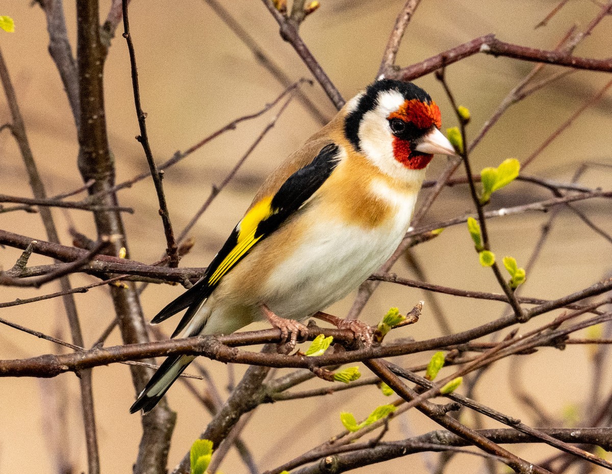 European Goldfinch - ML440476961