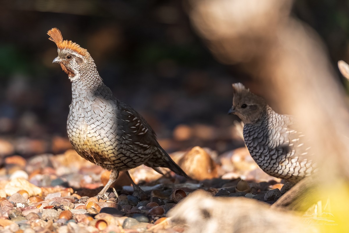 Scaled x Gambel's Quail (hybrid) - ML440478911