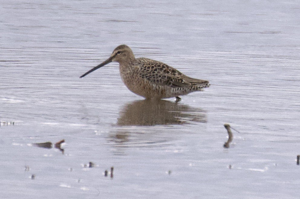 Long-billed Dowitcher - ML440480311
