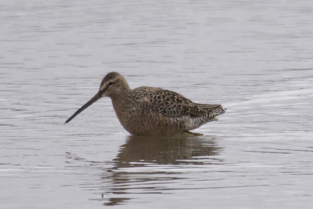 Long-billed Dowitcher - ML440480321