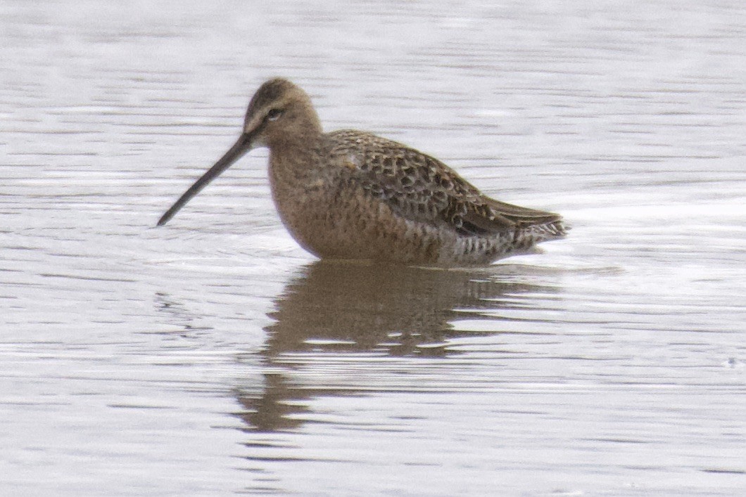 Long-billed Dowitcher - ML440480341