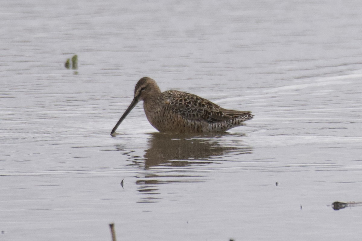 Long-billed Dowitcher - ML440480351