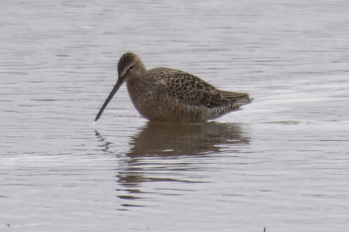 Long-billed Dowitcher - ML440480361