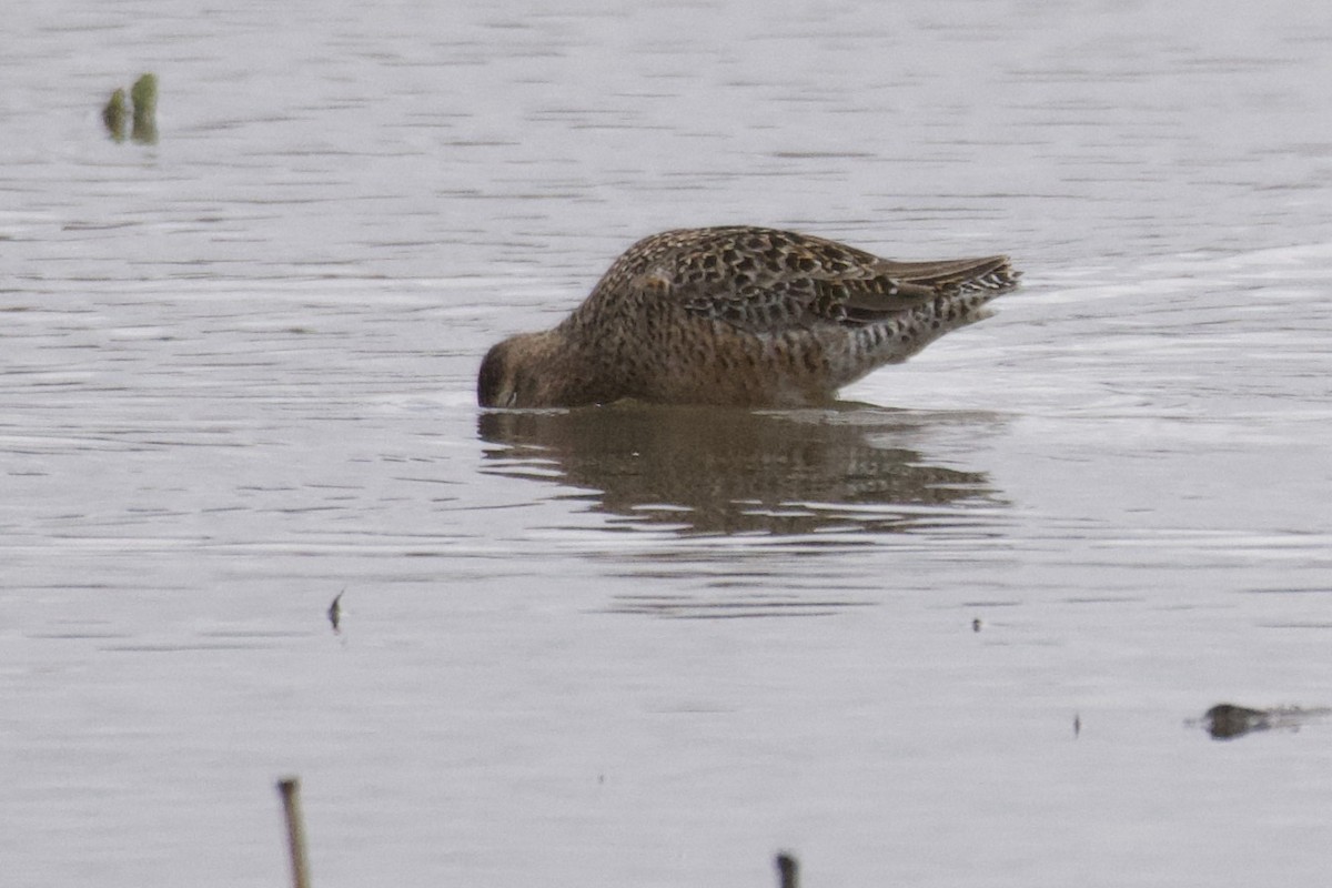 Long-billed Dowitcher - ML440480371