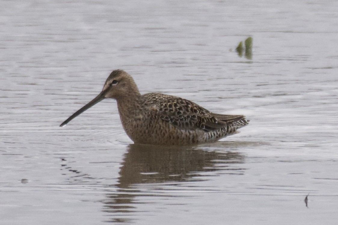 Long-billed Dowitcher - ML440480391