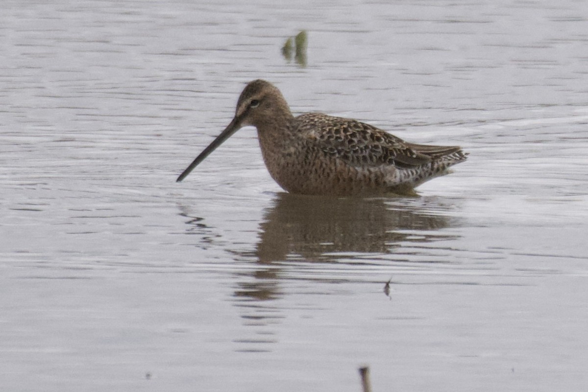 Long-billed Dowitcher - ML440480421