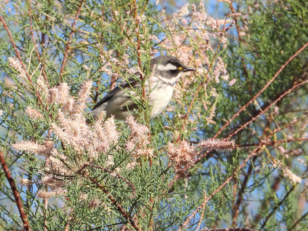 Black-throated Gray Warbler - ML440481151