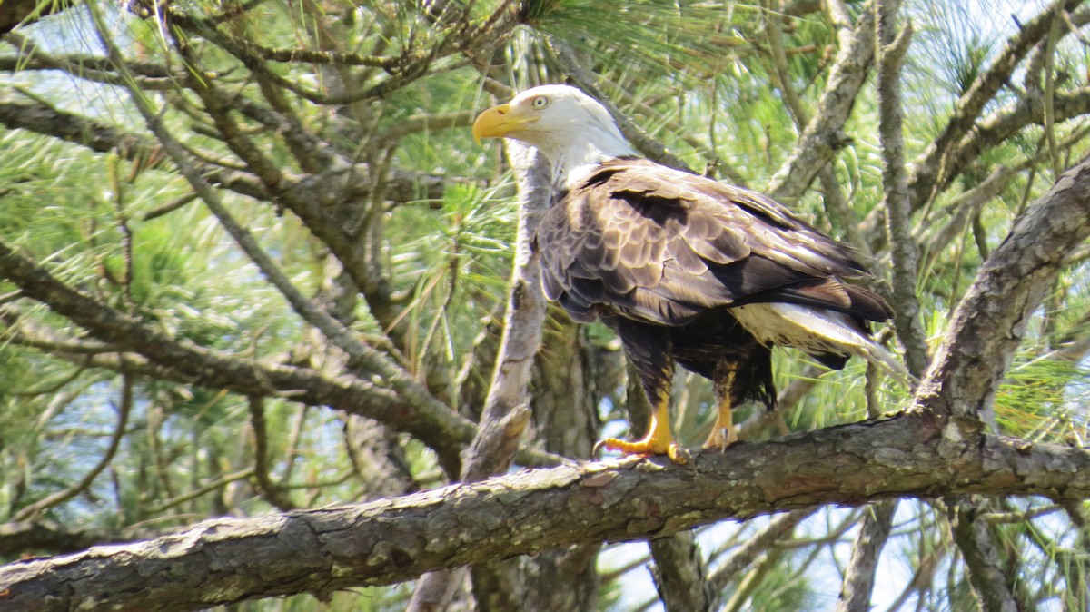 Weißkopf-Seeadler - ML440481831