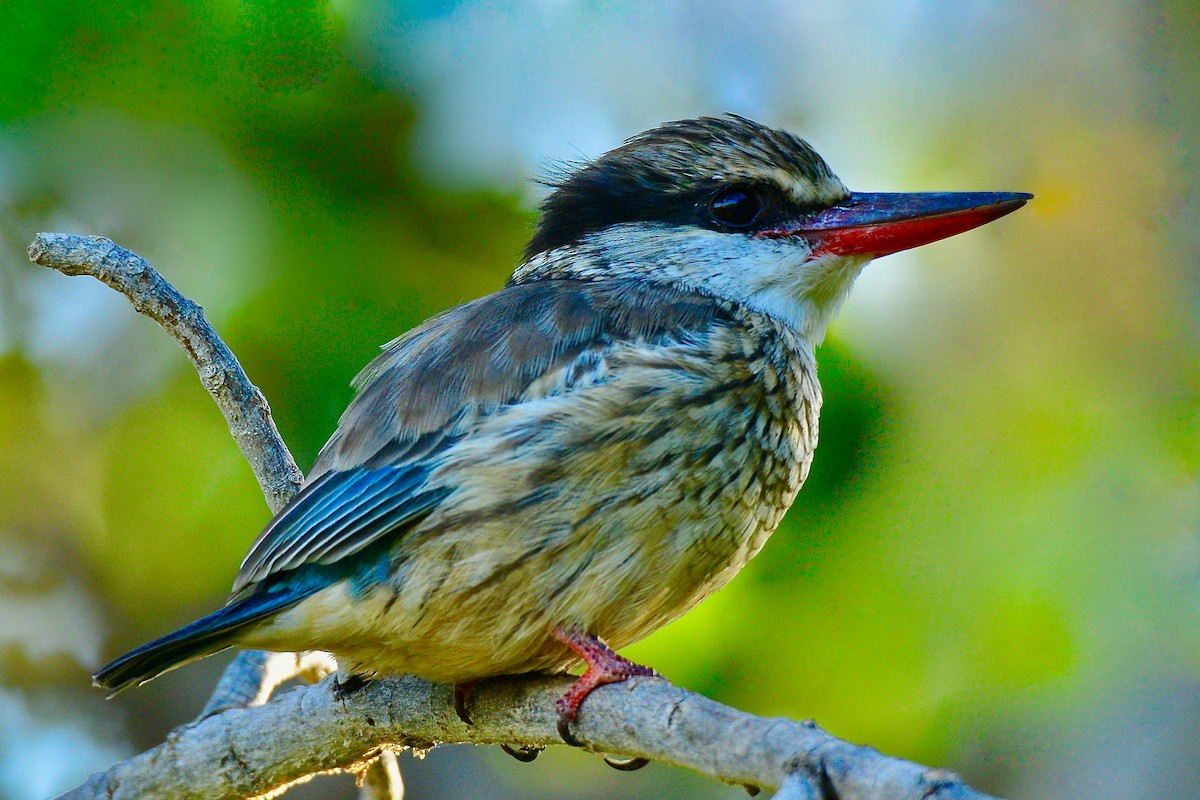 Striped Kingfisher - ML440483351