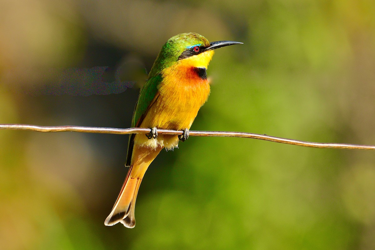 Little Bee-eater - ML440483591