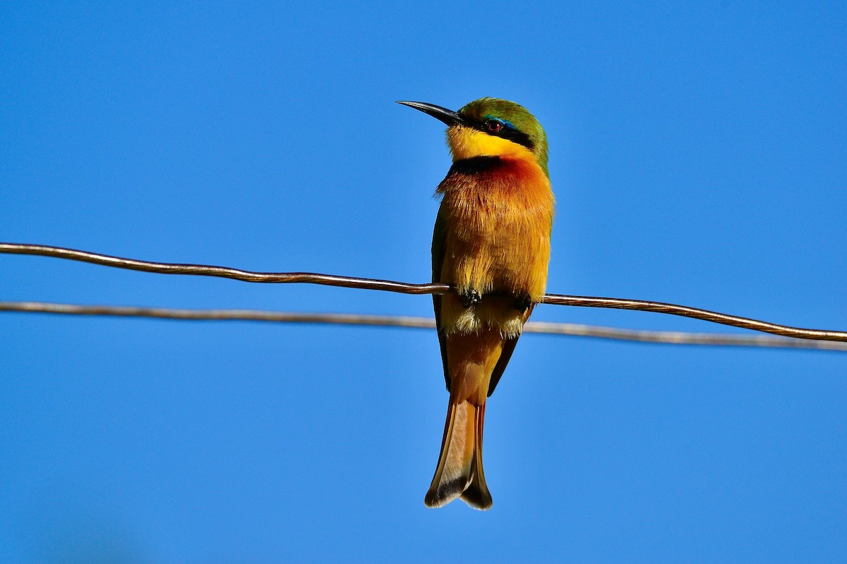Little Bee-eater - ML440483781