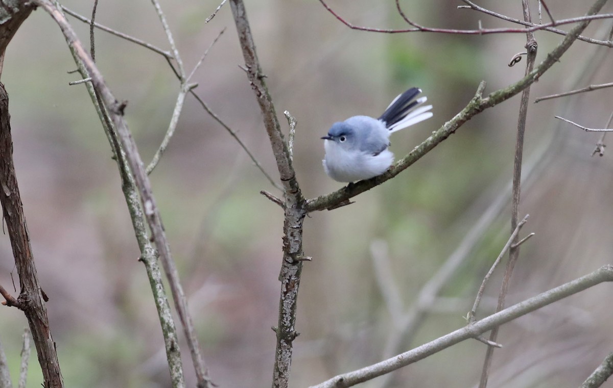 Blue-gray Gnatcatcher - ML440484491