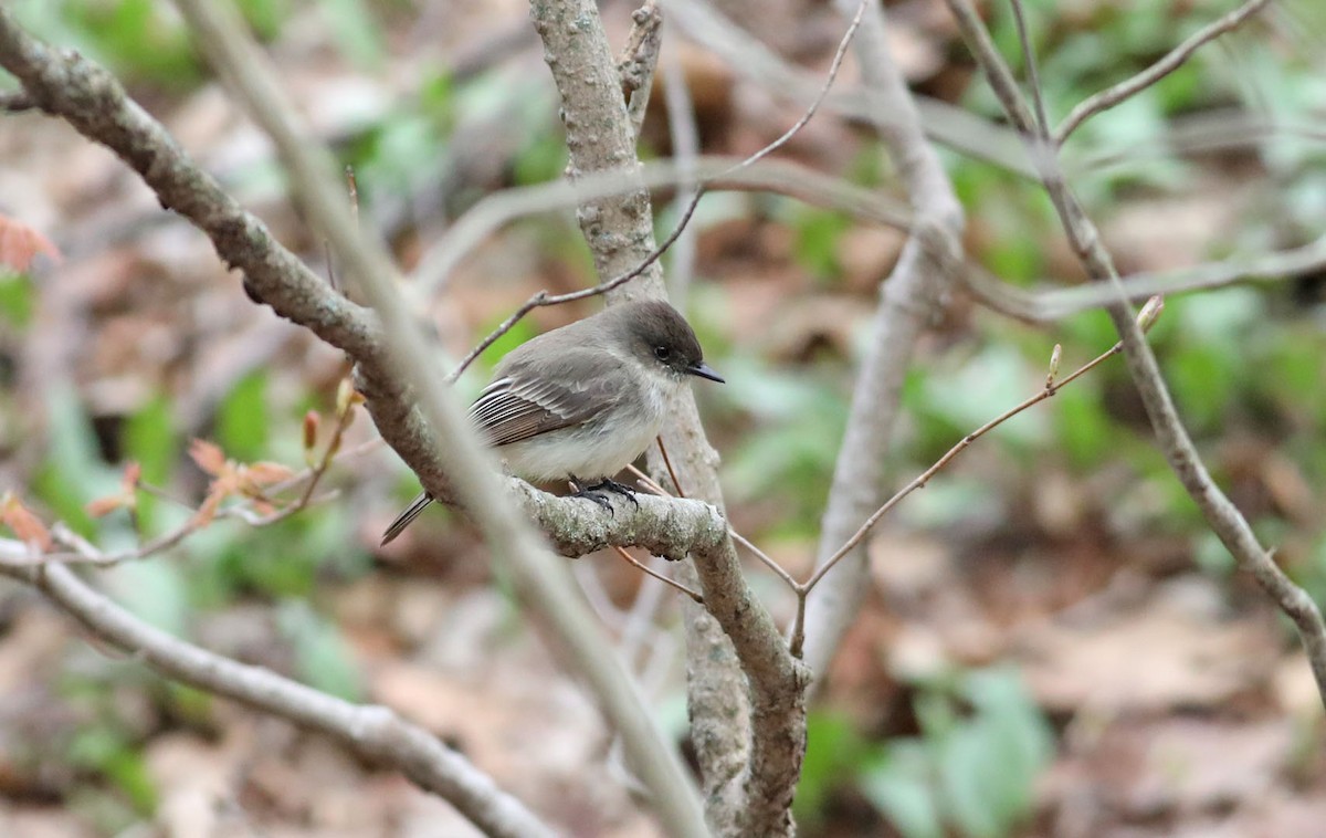 Eastern Phoebe - ML440484521