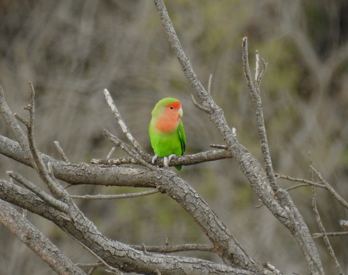 Rosy-faced Lovebird - ML440486271