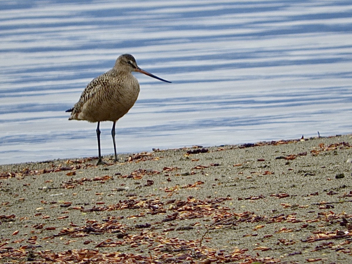 Marbled Godwit - Huw Williams