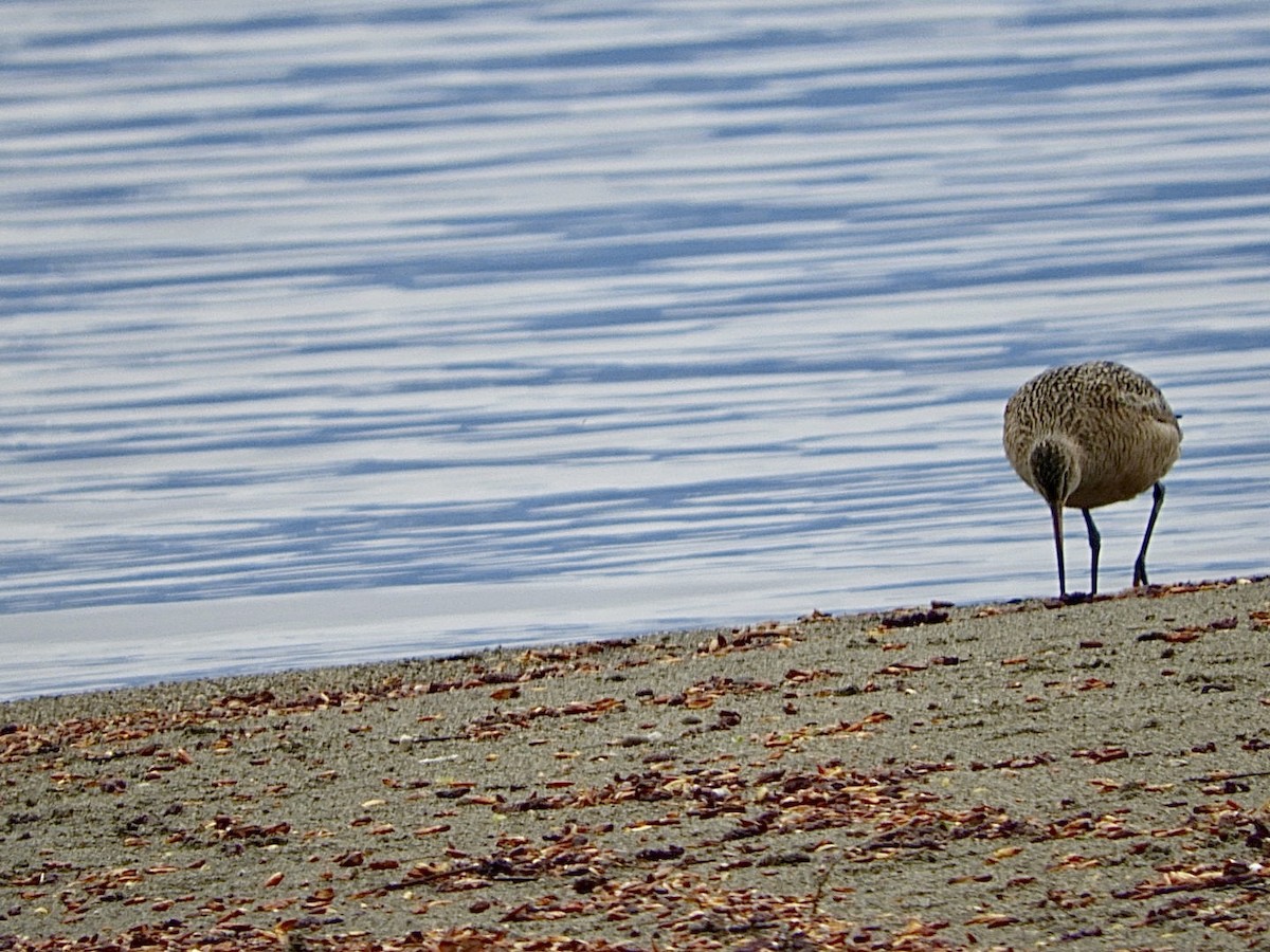 Marbled Godwit - ML440486991