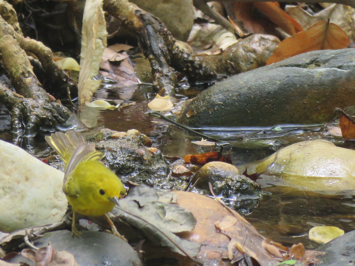 Yellow Warbler - ML440487071