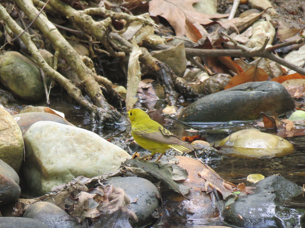Yellow Warbler - ML440487101