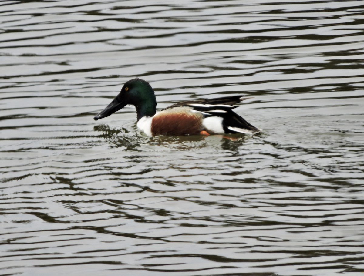 Northern Shoveler - ML440488061