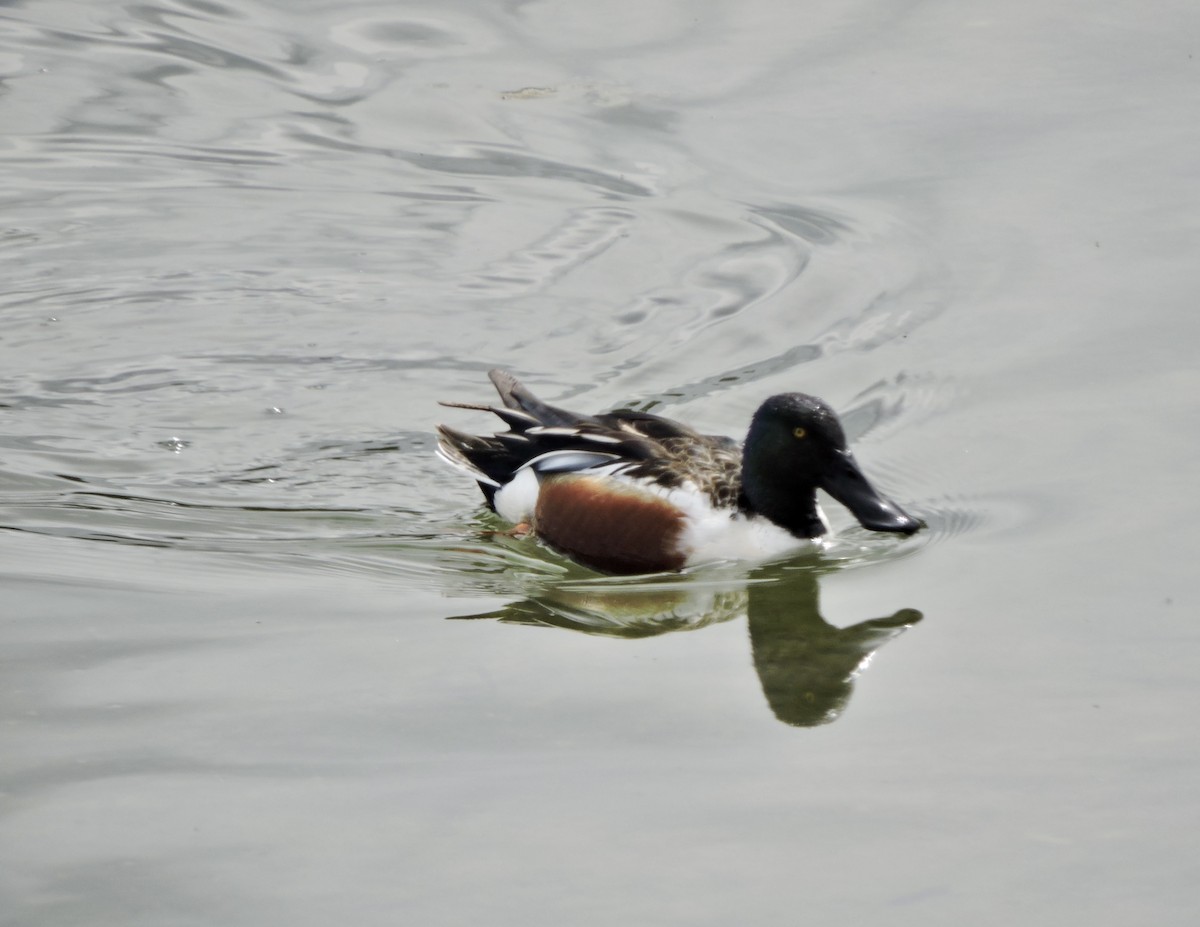 Northern Shoveler - ML440488071