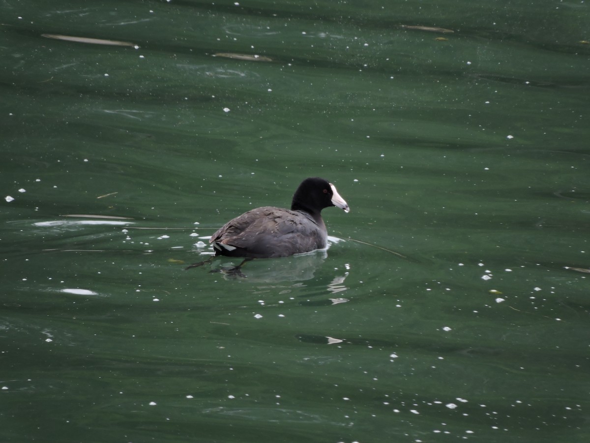American Coot (Red-shielded) - ML440488271