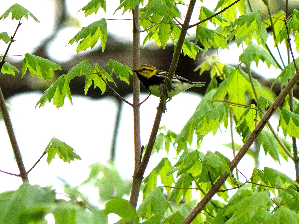 Black-throated Green Warbler - Susan Elliott