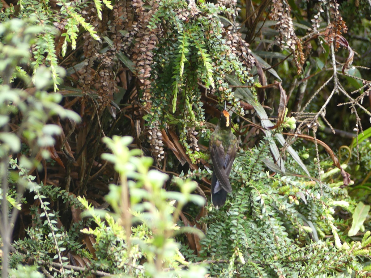 Rainbow-bearded Thornbill - Simon  Allen