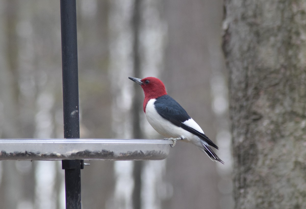 Red-headed Woodpecker - ML440491681
