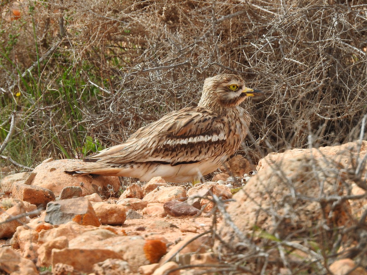 Eurasian Thick-knee - ML440491781